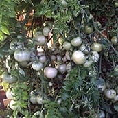bounteous tomatoes growing in pumice soilless media